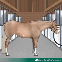 Horse Color:Liver Chestnut Pearl Sabino 