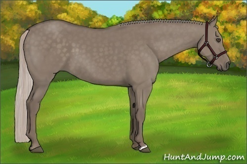 Horse Color:Silver Grullo 