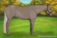 Horse Color:Silver Grullo