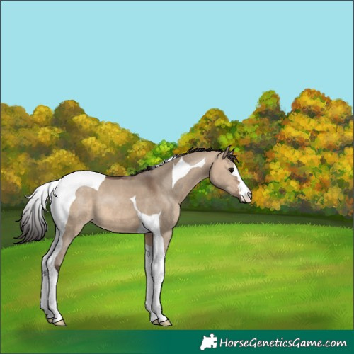 Horse Color:Brown Dun Tobiano 