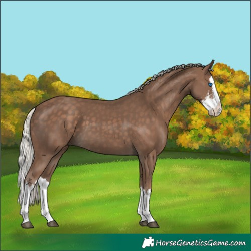 Horse Color:Silver Black Sabino Splash 