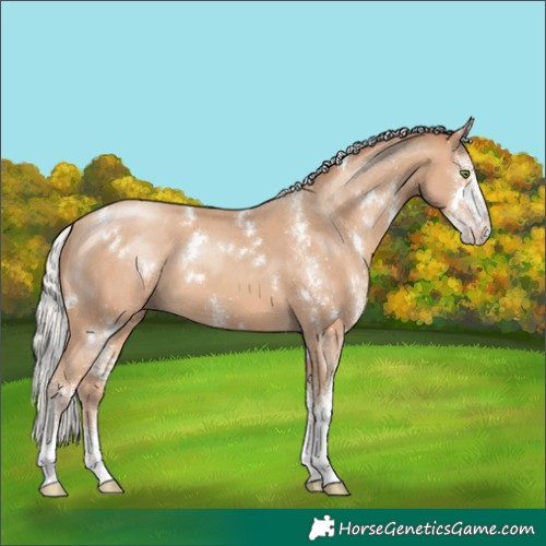 Horse Color:White Spotted Silver Classic Champagne 
