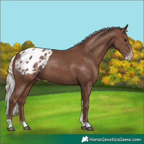 Horse Color:Silver Black Sabino Appaloosa 