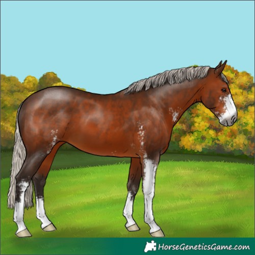 Horse Color:Gray Silver Bay Sabino 