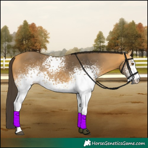 Horse Color:White Spotted Buckskin 