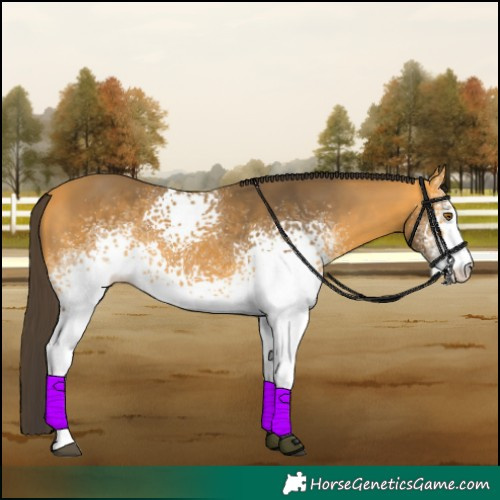 Horse Color:White Spotted Buckskin 