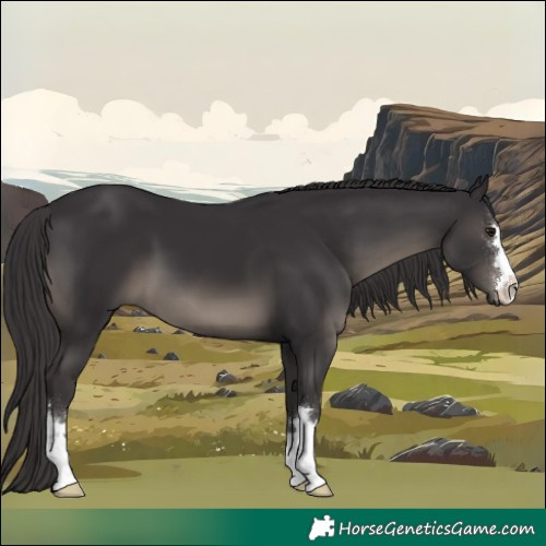 Horse Color:Smoky Black 