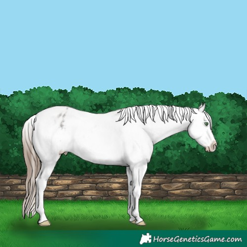 Horse Color:White Spotted Grullo Appaloosa Rabicano 