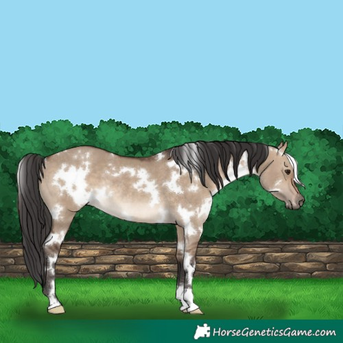 Horse Color:White Spotted Brown Dun Rabicano 