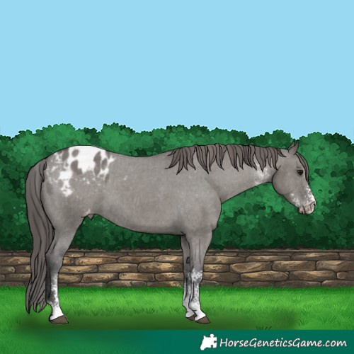 Horse Color:Grullo Sabino Varnish 