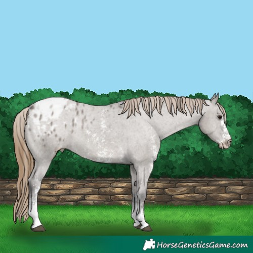 Horse Color:Smoky Grullo Sabino Appaloosa 