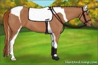 Horse Color:Chestnut Tobiano
