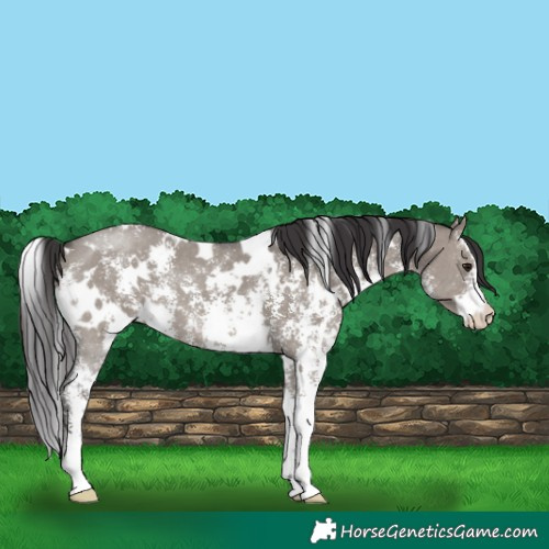 Horse Color:White Spotted Smoky Grullo Sabino 