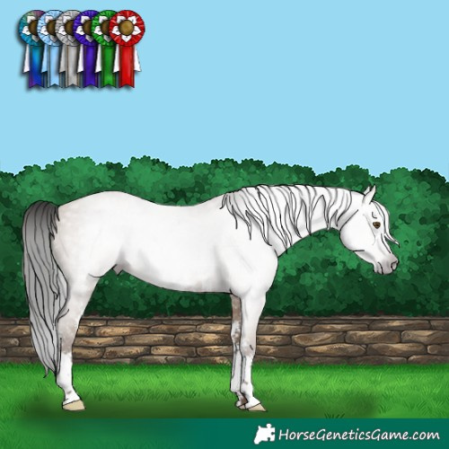 Horse Color:Gray Classic Champagne Dun Sabino Rabicano 