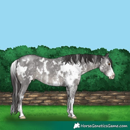 Horse Color:White Spotted Smoky Black Sabino Rabicano 