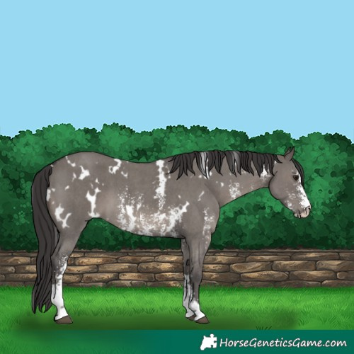 Horse Color:White Spotted Smoky Grullo Sabino 