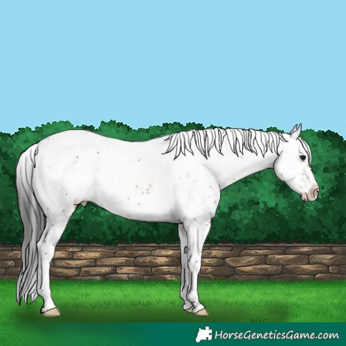 Horse Color:Buckskin Sabino Splash Rabicano 