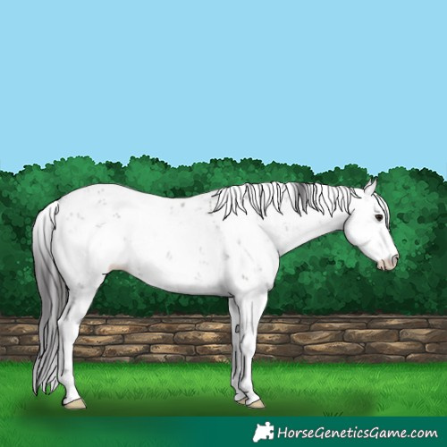 Horse Color:Smoky Grullo Sabino 