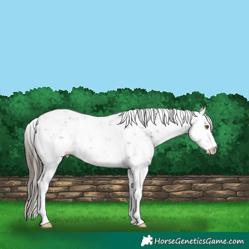 Horse Color:Buckskin Sabino 