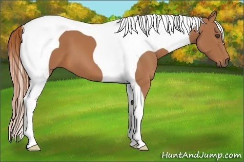 Horse Color:Chestnut Tobiano