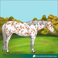 Horse Color:Bay Appaloosa 