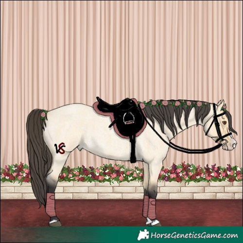 Horse Color:Buckskin Roan Dun Splash 