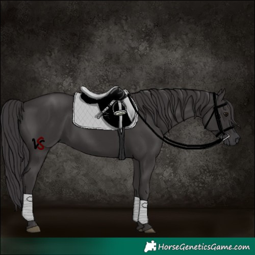 Horse Color:Smoky Black