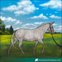 Horse Color:Silver Blue Roan 