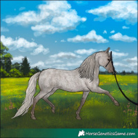 Horse Color:Silver Blue Roan 