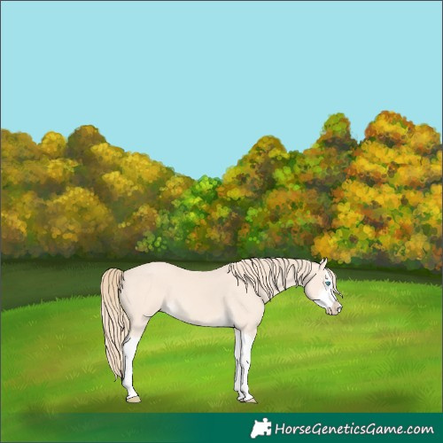 Horse Color:Perlino Splash  and Perlino Splash 
