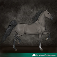 Horse Color:Grullo Sabino Rabicano 