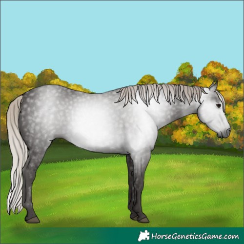 Horse Color:Gray Silver Black