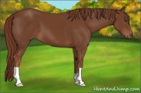 Horse Color:Chestnut 