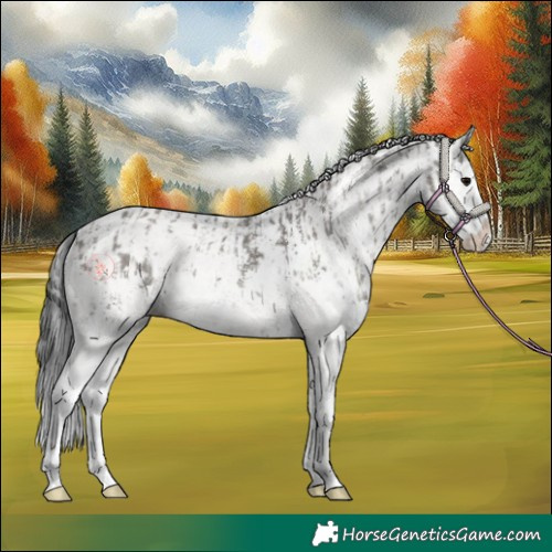 Horse Color:Grullo Sabino Splash and White Spotted Grullo Sabino Splash