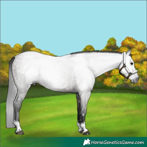 Horse Color:Gray Grullo 