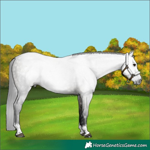 Horse Color:Gray Grullo 
