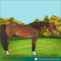 Horse Color:Unknown 