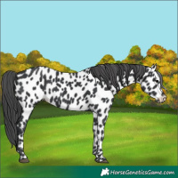 Horse Color:Unknown 