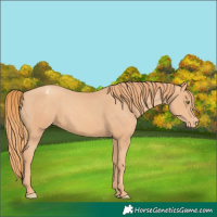 Horse Color:Unknown 