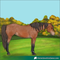 Horse Color:Unknown