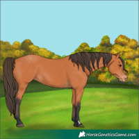 Horse Color:Unknown 