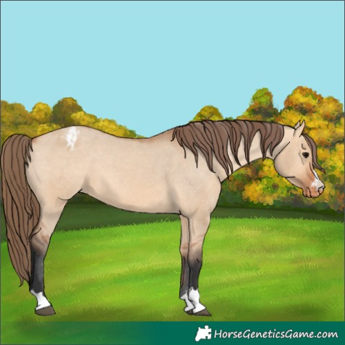 Horse Color:Unknown 