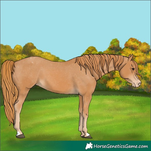 Horse Color:Unknown 
