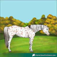 Horse Color:Bay Appaloosa 
