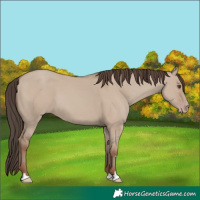 Horse Color:Classic Champagne Dun