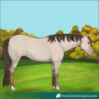 Horse Color:Classic Champagne Dun 