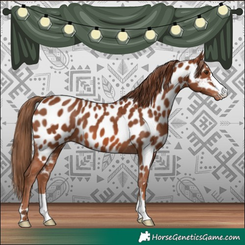 Horse Color:Chestnut Appaloosa 