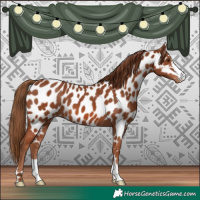 Horse Color:Chestnut Appaloosa 