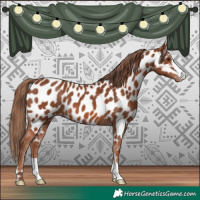 Horse Color:Chestnut Near Leopard 