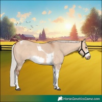 Horse Color:Silver Bay Dun Sabino Tobiano Frame Rabicano 